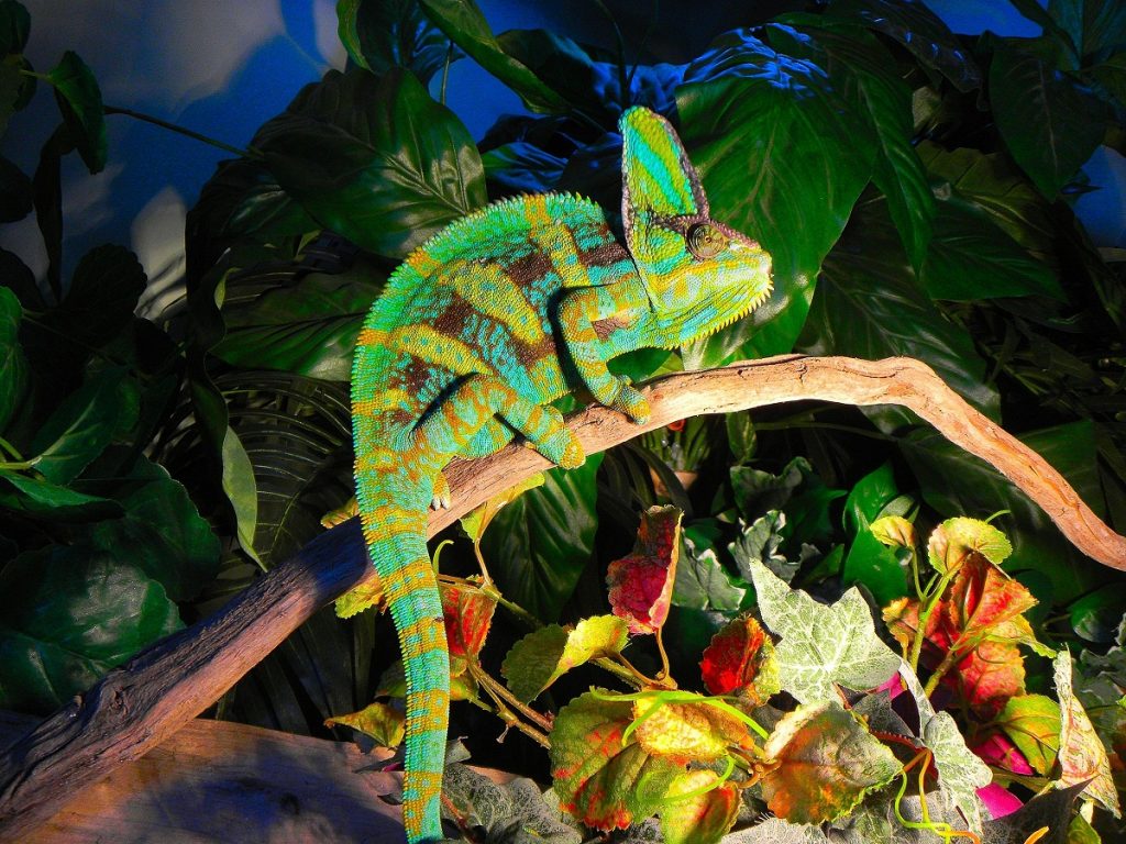 Veiled Chameleon Facts, Habitat, Diet, Baby, Pet Care, Pictures