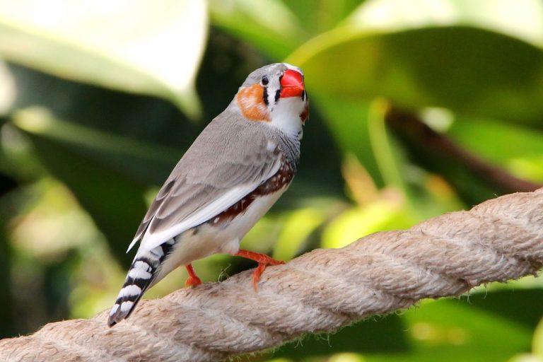 Zebra Finch Facts, Diet, Breeding, Mutations, Pet Care, Pictures