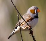 zebra finch and society finch together