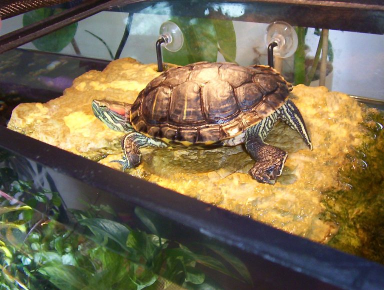 Red-Eared Slider Turtle Facts, Habitat, Diet, Pet Care, Pictures