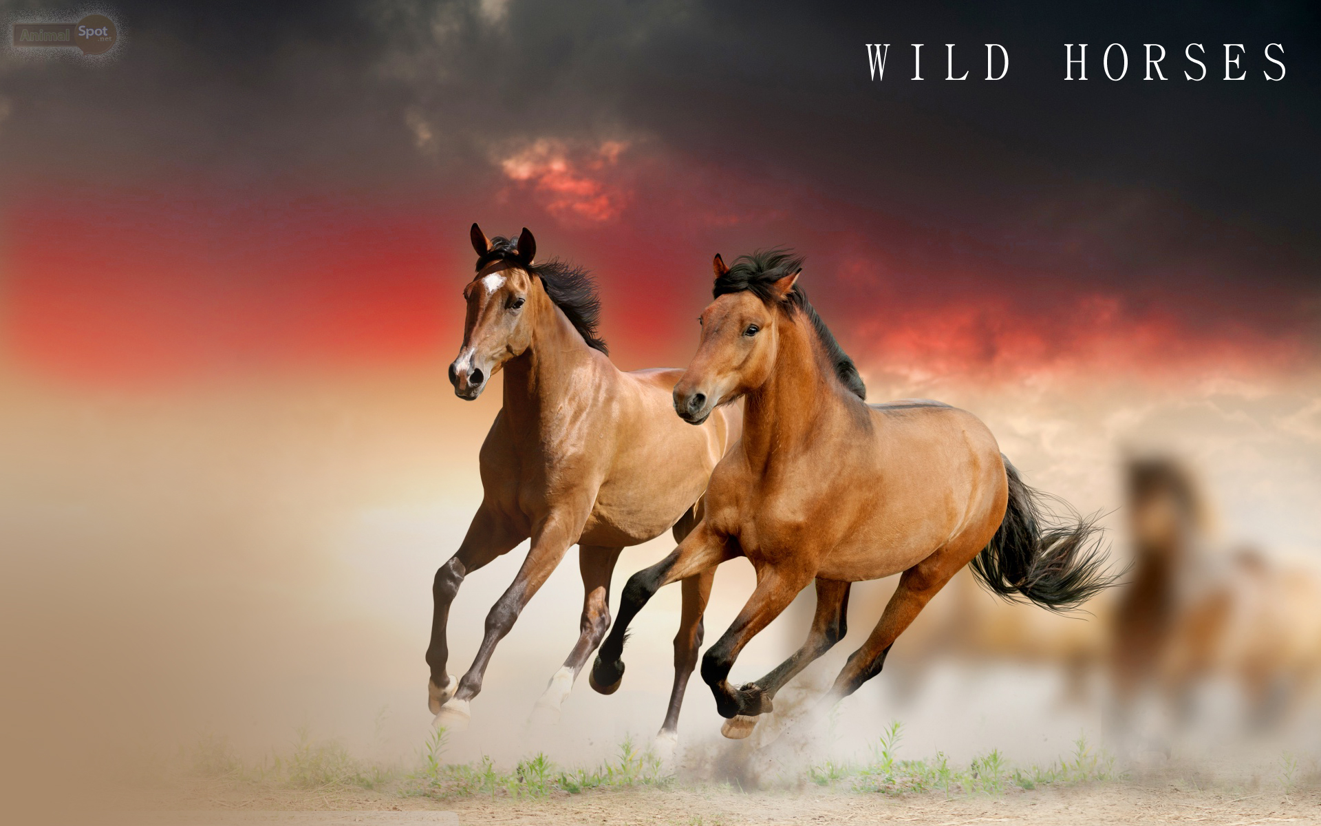 wild horse backgrounds