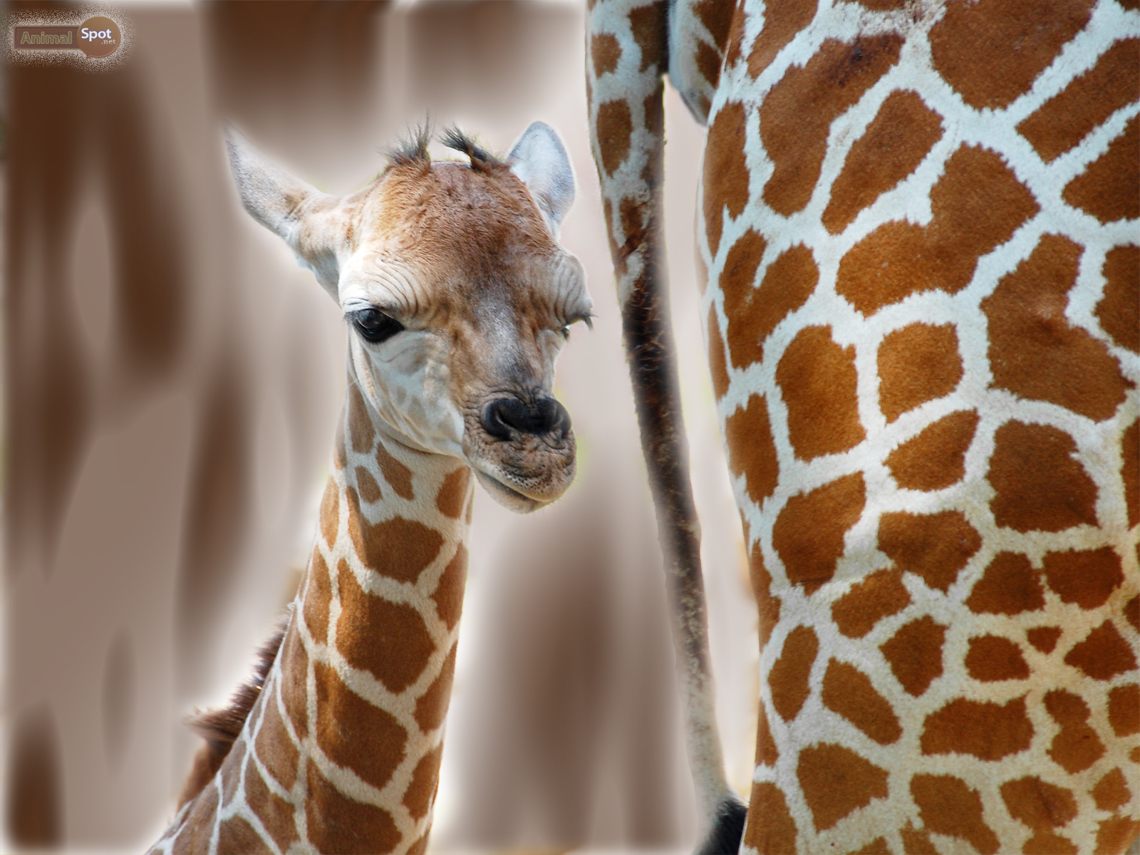 Best Giraffe iPhone 4s HD Wallpapers  iLikeWallpaper