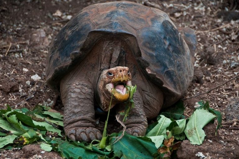 Galapagos Tortoise Facts, Habitat, Diet, Life Span, Pictures