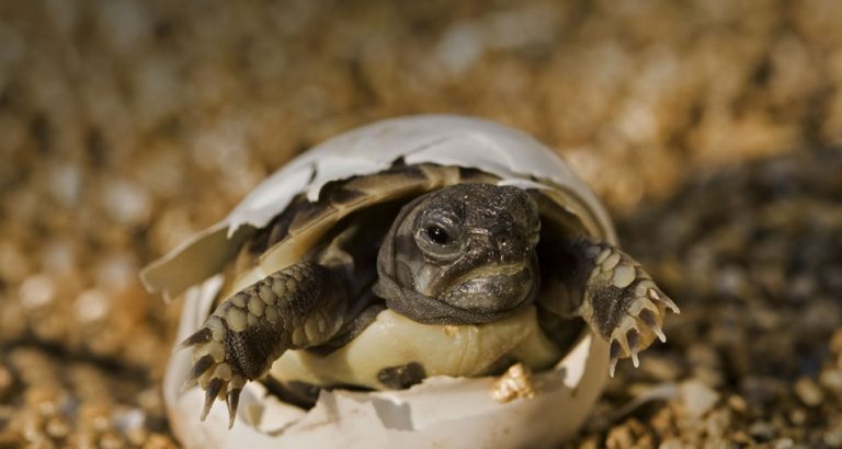 Galapagos Tortoise Facts, Habitat, Diet, Life Span, Pictures