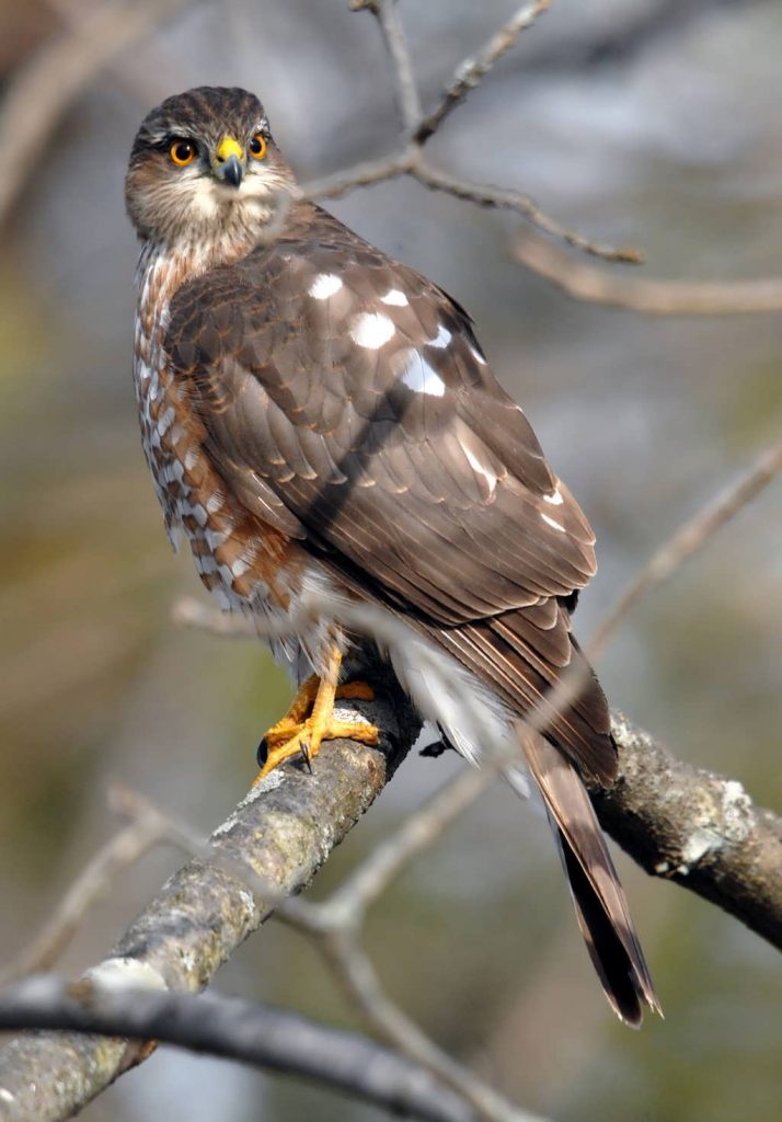 Sharp Shinned Hawk Facts, Habitat, Diet, Call, Images