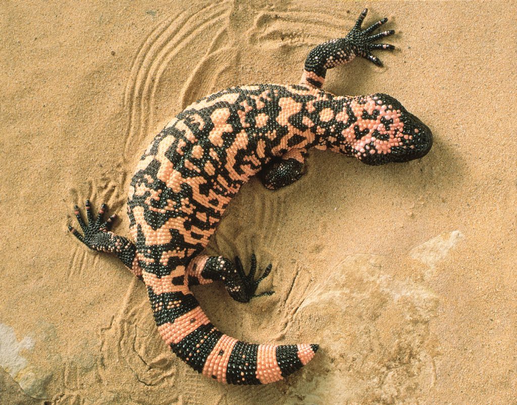 What To Do If You See A Gila Monster