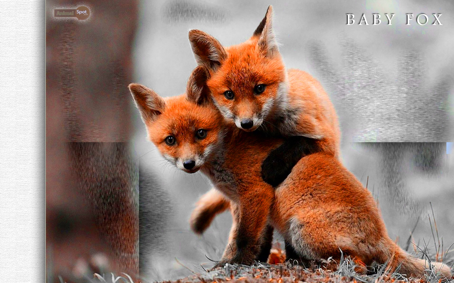 fox hunting  The Wallpaper Ladys Blog