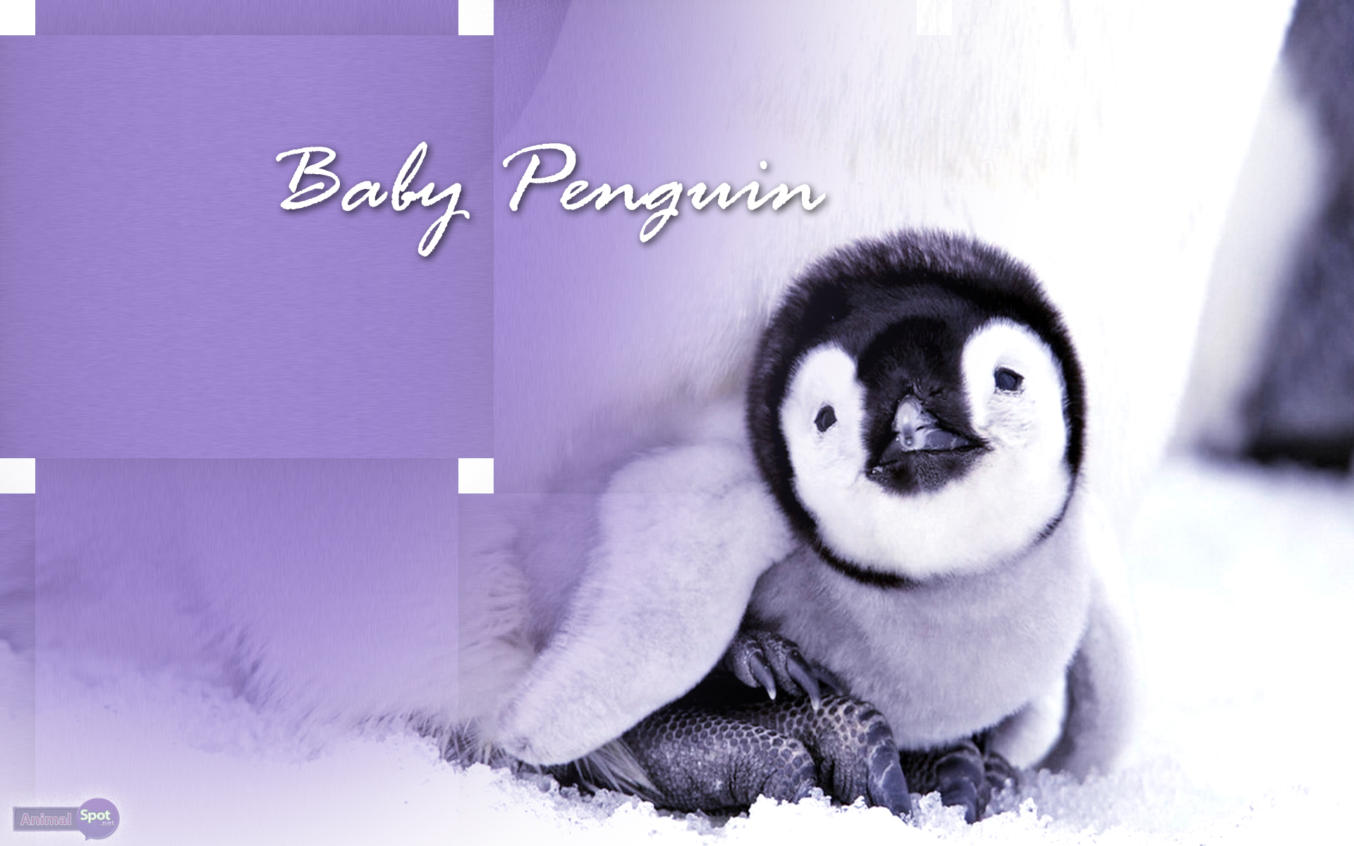 Free download Iphone Wallpapers Cute Baby Penguin photos Design Your Cute  Wallpapers 640x960 for your Desktop Mobile  Tablet  Explore 46 Baby  Penguin Desktop Wallpaper  Cute Penguin Backgrounds Penguin Wallpaper