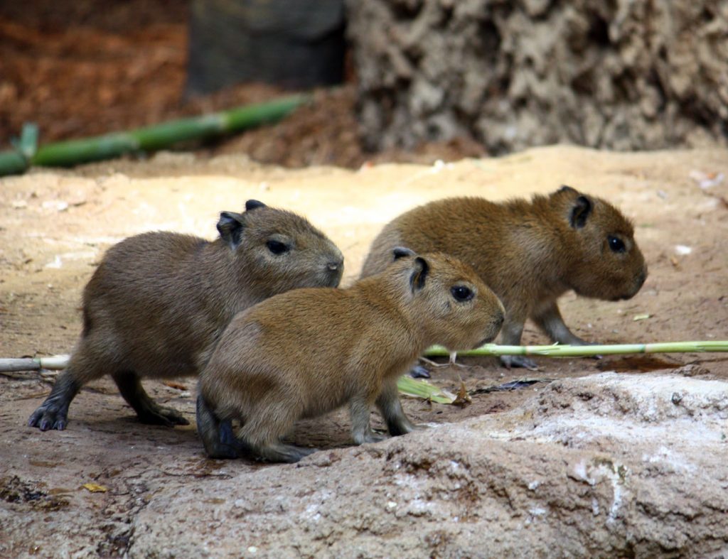 Capybara Herd