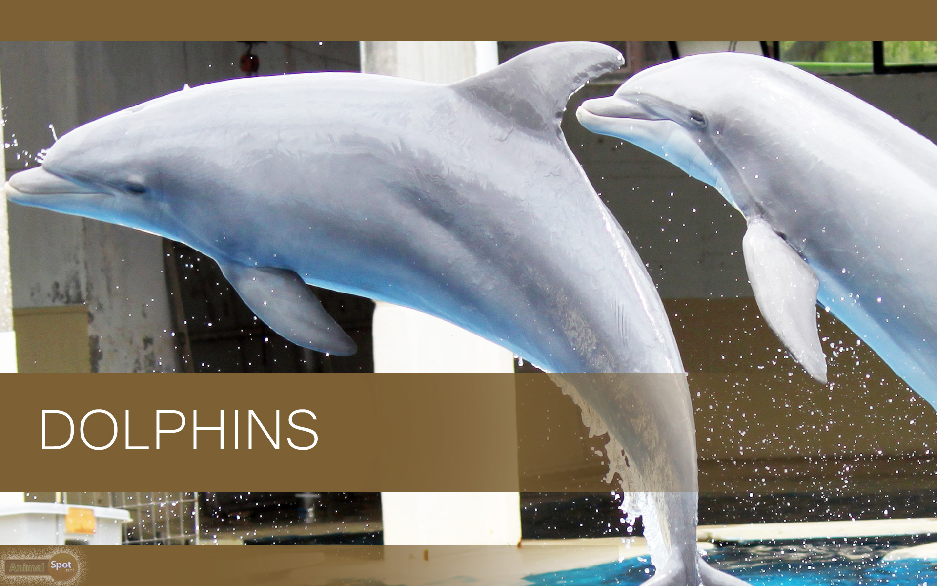 Dolphin Wallpapers Free HD Download 500 HQ  Unsplash
