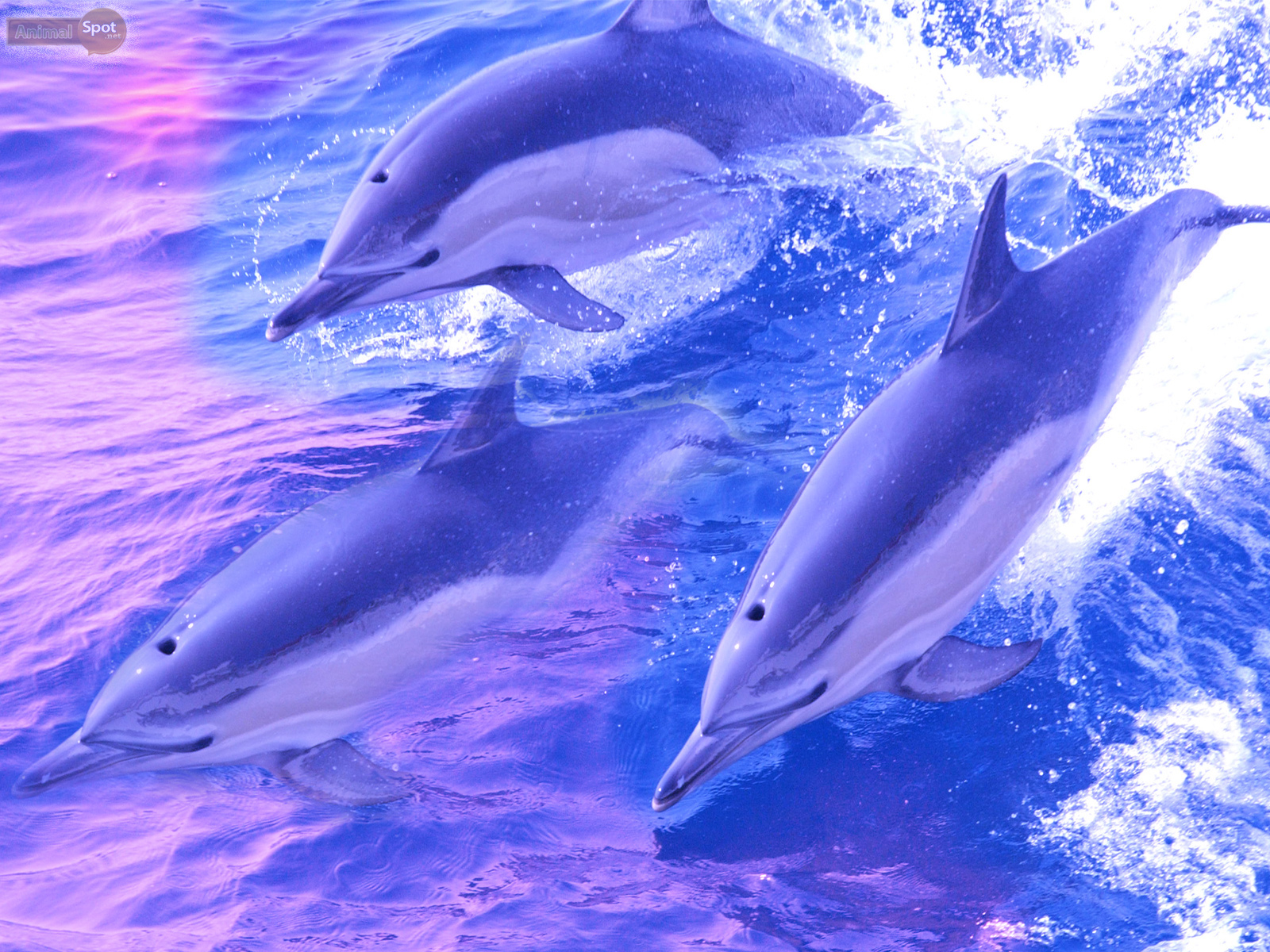 Dolphin HD Wallpapers  Top Free Dolphin HD Backgrounds  WallpaperAccess