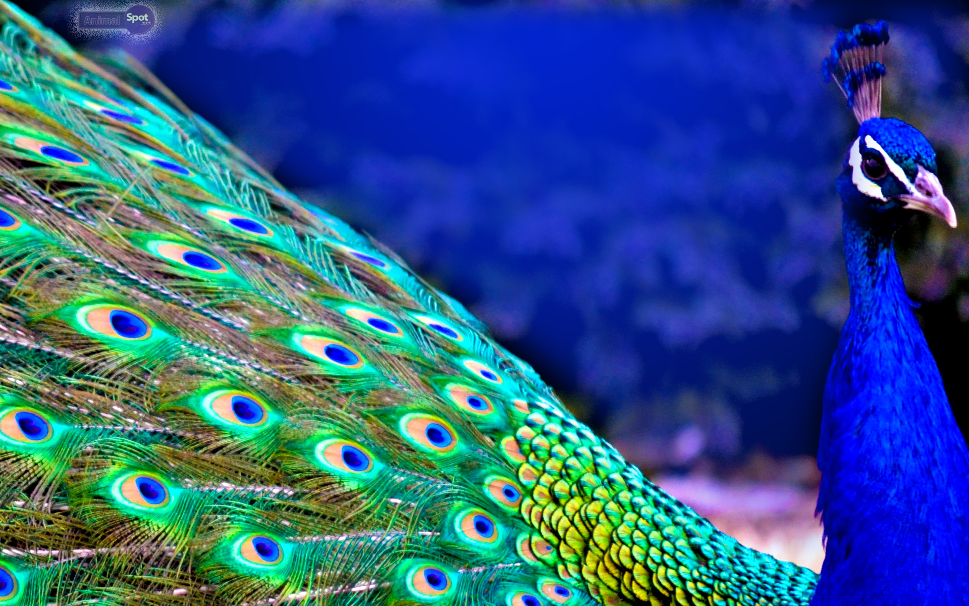 peacock background