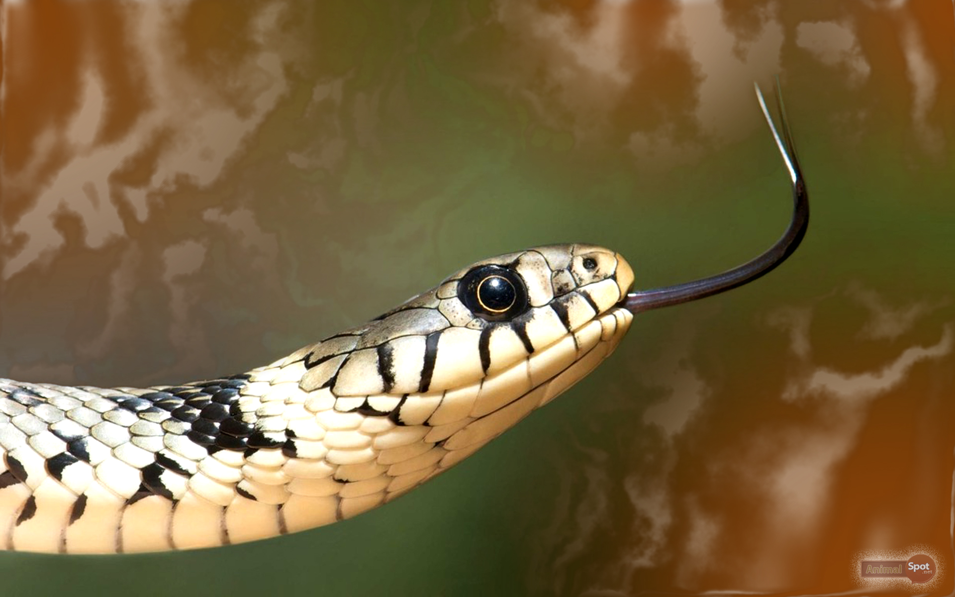 3D Animal Snake  Snake wallpaper, Animal wallpaper, Snake