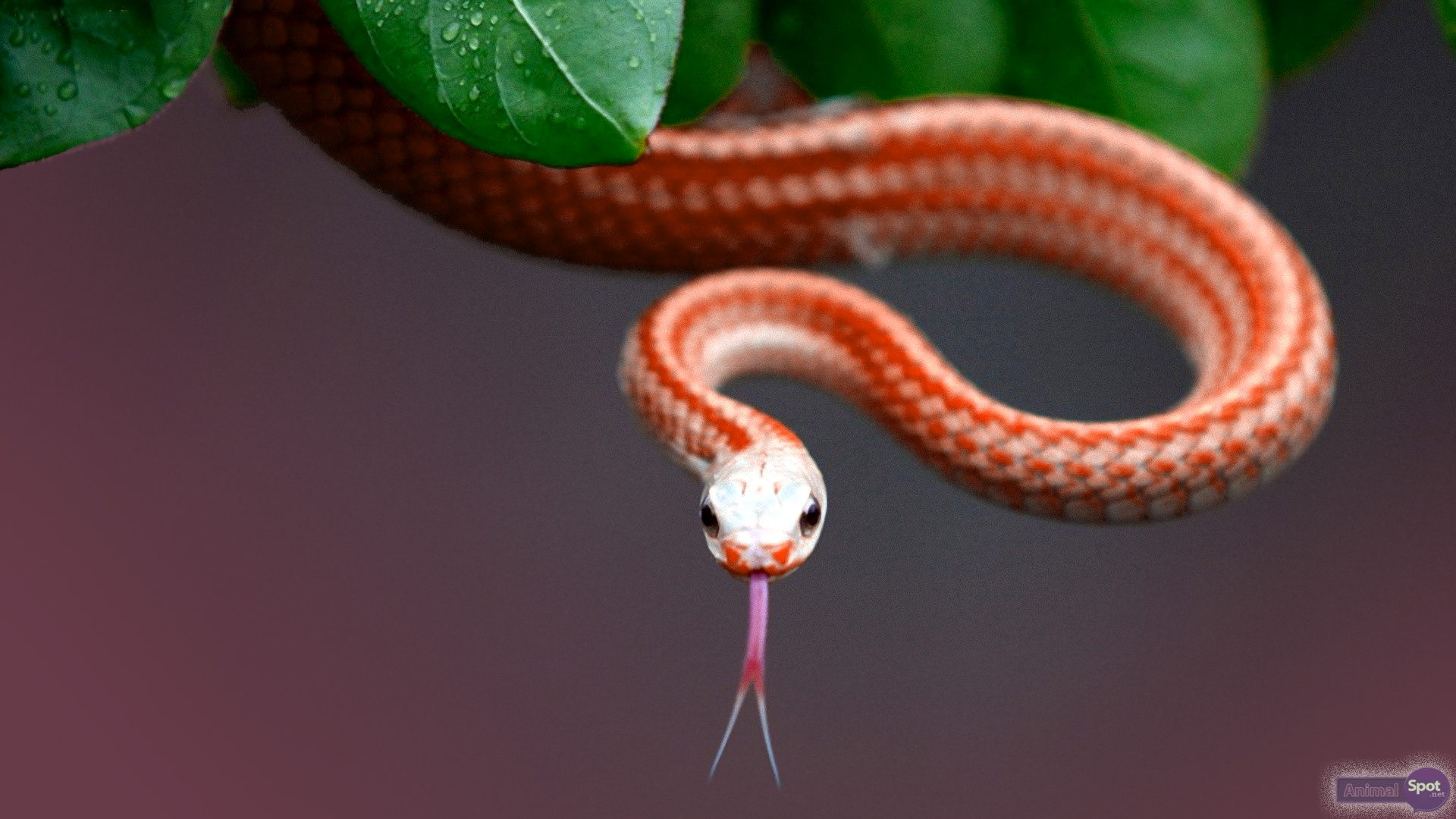 Красивые змеи обои фото — Каталог Фото