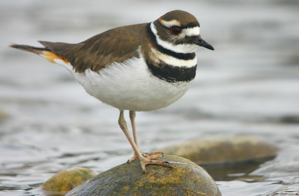 Killdeer Bird Facts, Habitat, Eggs, Sounds, Adaptations, Pictures