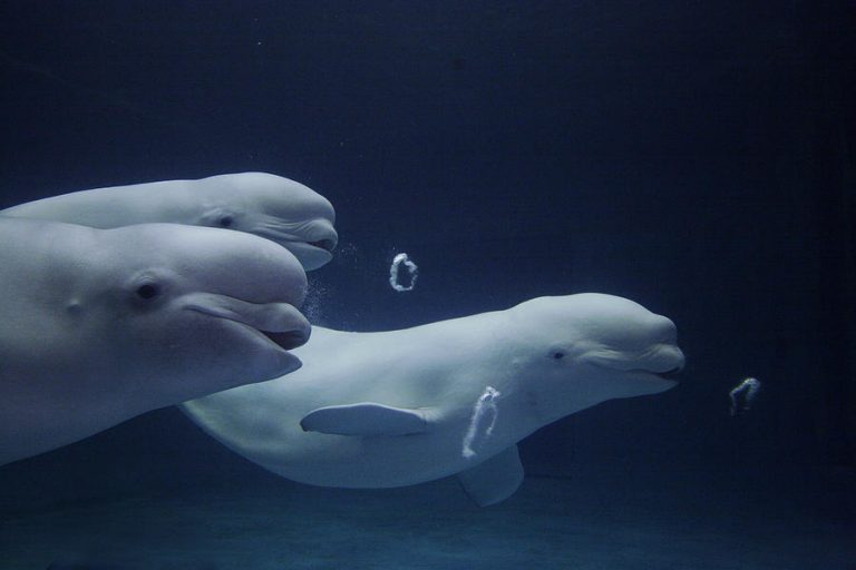 Beluga Whale Facts, Habitat, Sounds, Diet, Baby, Videos, Pictures