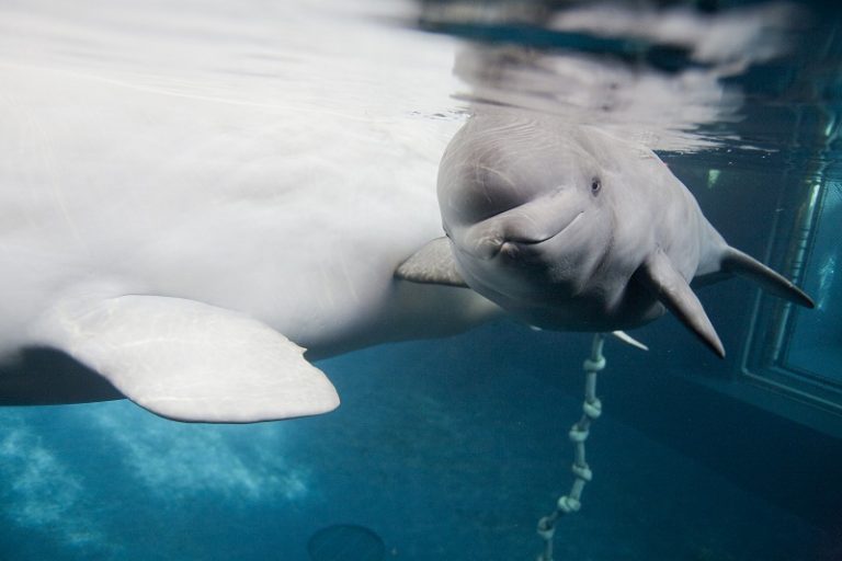 Beluga Whale Facts, Habitat, Sounds, Diet, Baby, Videos, Pictures