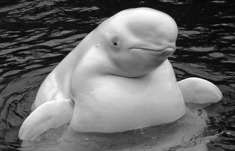 Beluga Whale Facts, Habitat, Sounds, Diet, Baby, Videos, Pictures