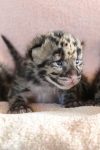 Clouded Leopard Information, Facts, Habitat, Adaptations, Baby, Pictures