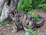 Clouded Leopard Information, Facts, Habitat, Adaptations, Baby, Pictures