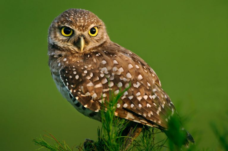 Burrowing Owl Facts, Habitat, Diet, Life Cycle, Baby, Pictures