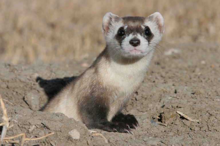 Blackfooted Ferret Facts, Habitat, Diet, Life Cycle, Babies, Pictures