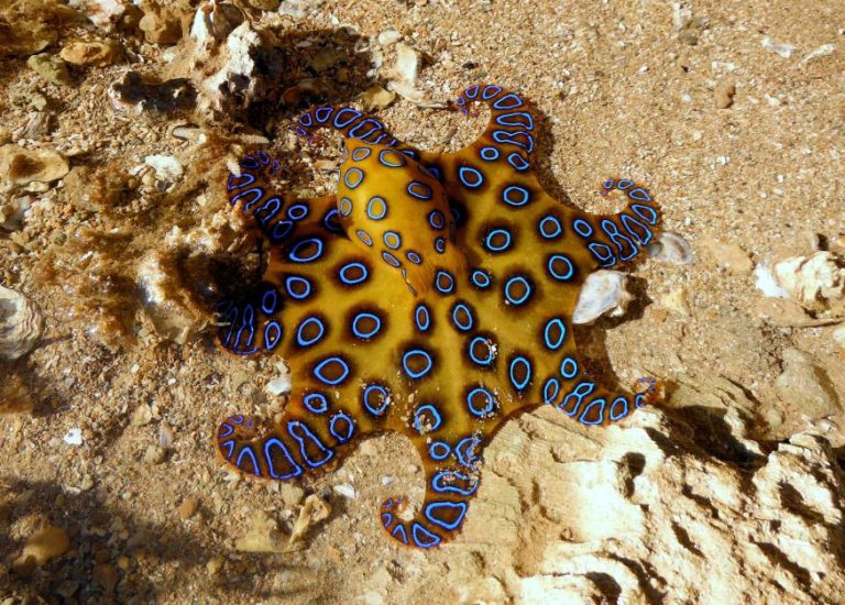 BlueRinged Octopus Facts, Habitat, Life Cycle, Venom, Pictures