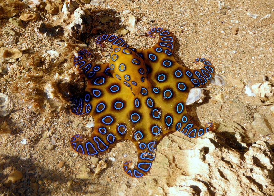 Octopus Facts - Animals of the Ocean - WorldAtlas