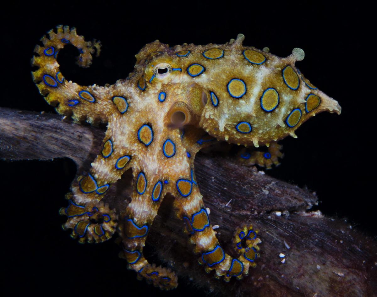 blastopore blue ringed octopus