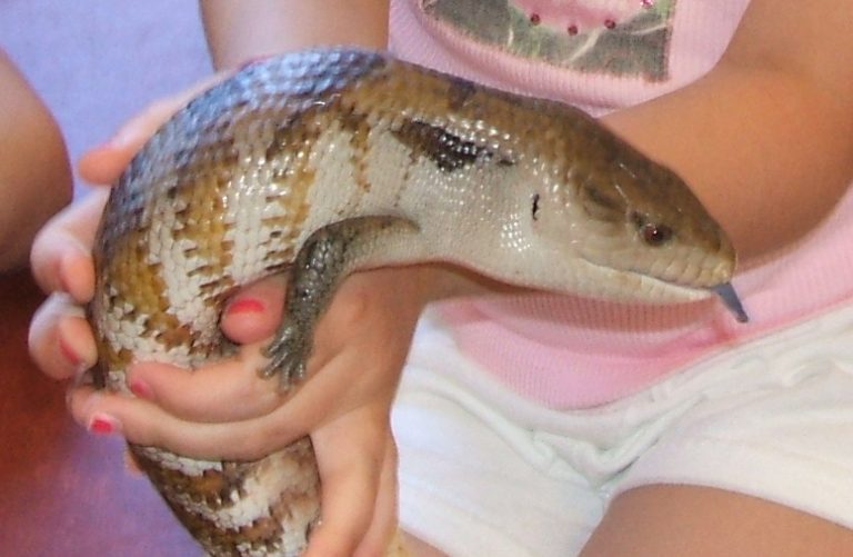 Blue-tongued Skink Facts, Habitat, Diet, Pet Care, Babies, Pictures