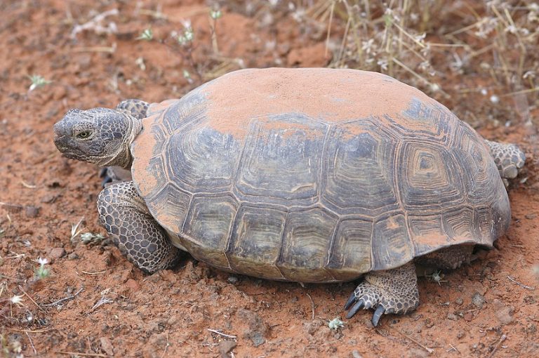 Desert Tortoise Facts, Habitat, Diet, Adaptations, Life Cycle, Baby ...