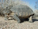 Desert Tortoise Facts, Habitat, Diet, Adaptations, Life Cycle, Baby ...