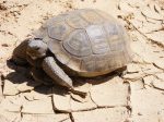 Desert Tortoise Facts, Habitat, Diet, Adaptations, Life Cycle, Baby ...