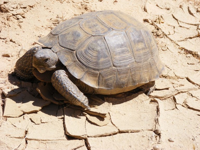 Desert Tortoise Facts, Habitat, Diet, Life Cycle, Baby, Pictures