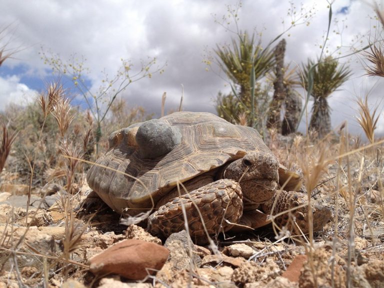 Desert Tortoise Facts, Habitat, Diet, Adaptations, Life Cycle, Baby ...