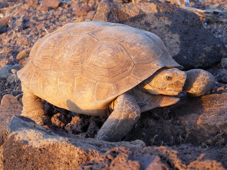 Desert Tortoise Facts, Habitat, Diet, Adaptations, Life Cycle, Baby ...