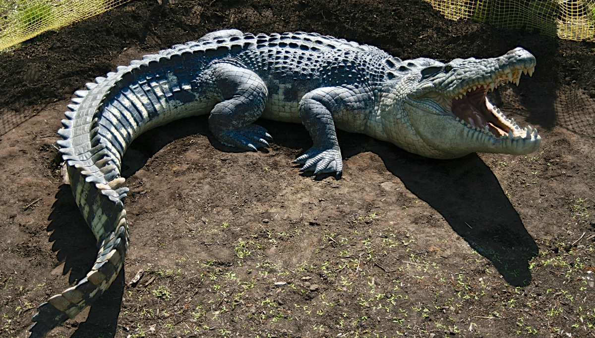 saltwater crocodile size