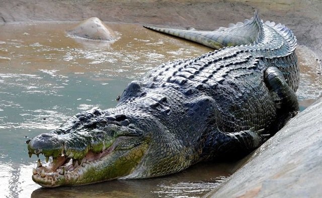 Saltwater crocodile - Wikipedia