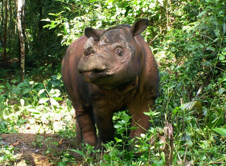 Sumatran Rhino Facts, Habitat, Diet, Life Cycle, Baby, Pictures