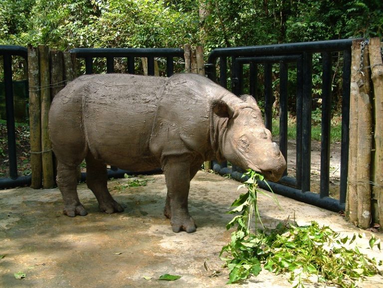 Sumatran Rhino Facts, Habitat, Diet, Life Cycle, Baby, Pictures