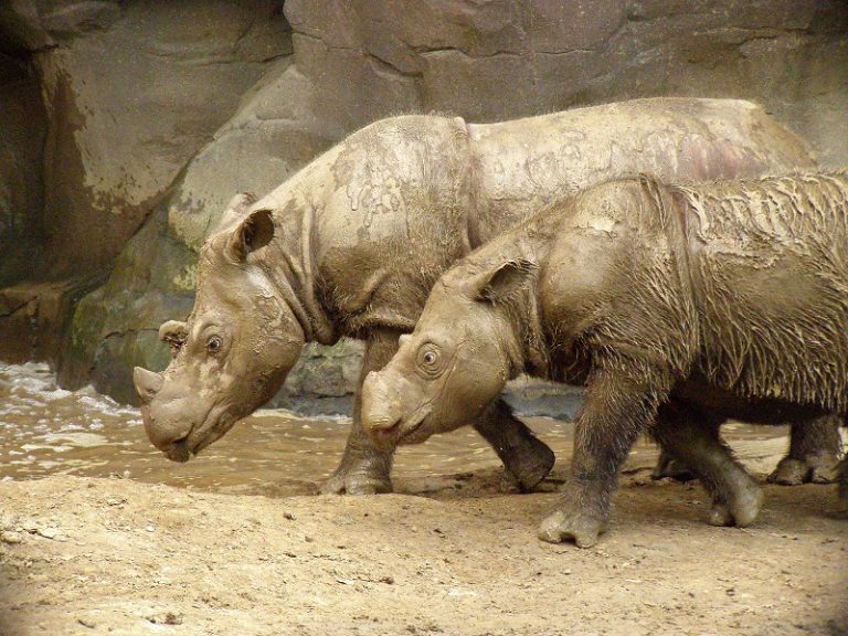 Sumatran Rhino Facts, Habitat, Diet, Life Cycle, Baby, Pictures