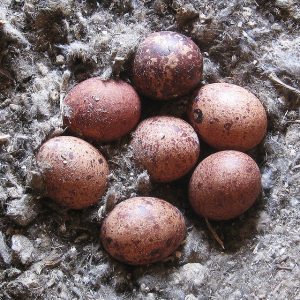 American Kestrel Eggs