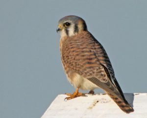 American Kestrel Female