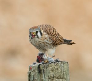 American Kestrel Hunting