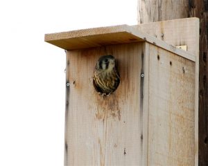 American Kestrel Nest Box