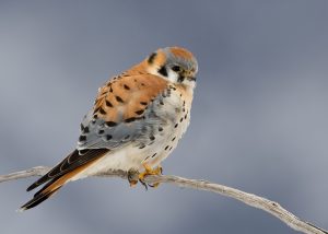 American Kestrel Photos