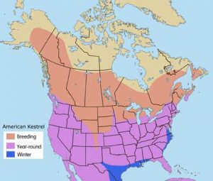 American Kestrel Range Map