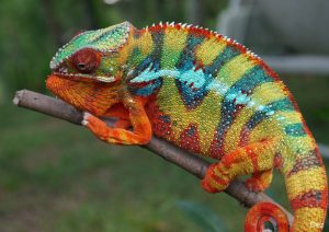 Panther Chameleon Pictures