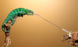 Panther Chameleon Tongue