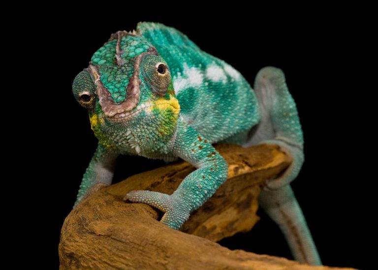 Panther Chameleon Facts, Habitat, Diet, Life Cycle, Baby, Pictures